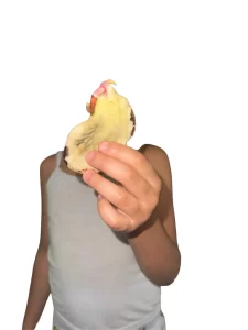 A child's hand holding a sprouted mango seed.