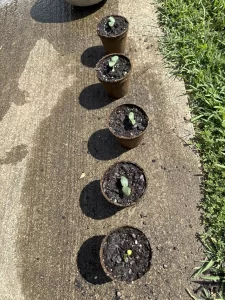 5 small biodegradable pots with leaves that have sprouted.