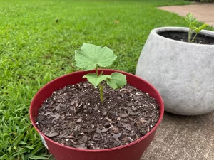 A green sprout growing out of a red pot representing a simple family garden