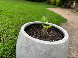 A green sprout growing out of a pot, representing a simple homeschooling gardening lesson